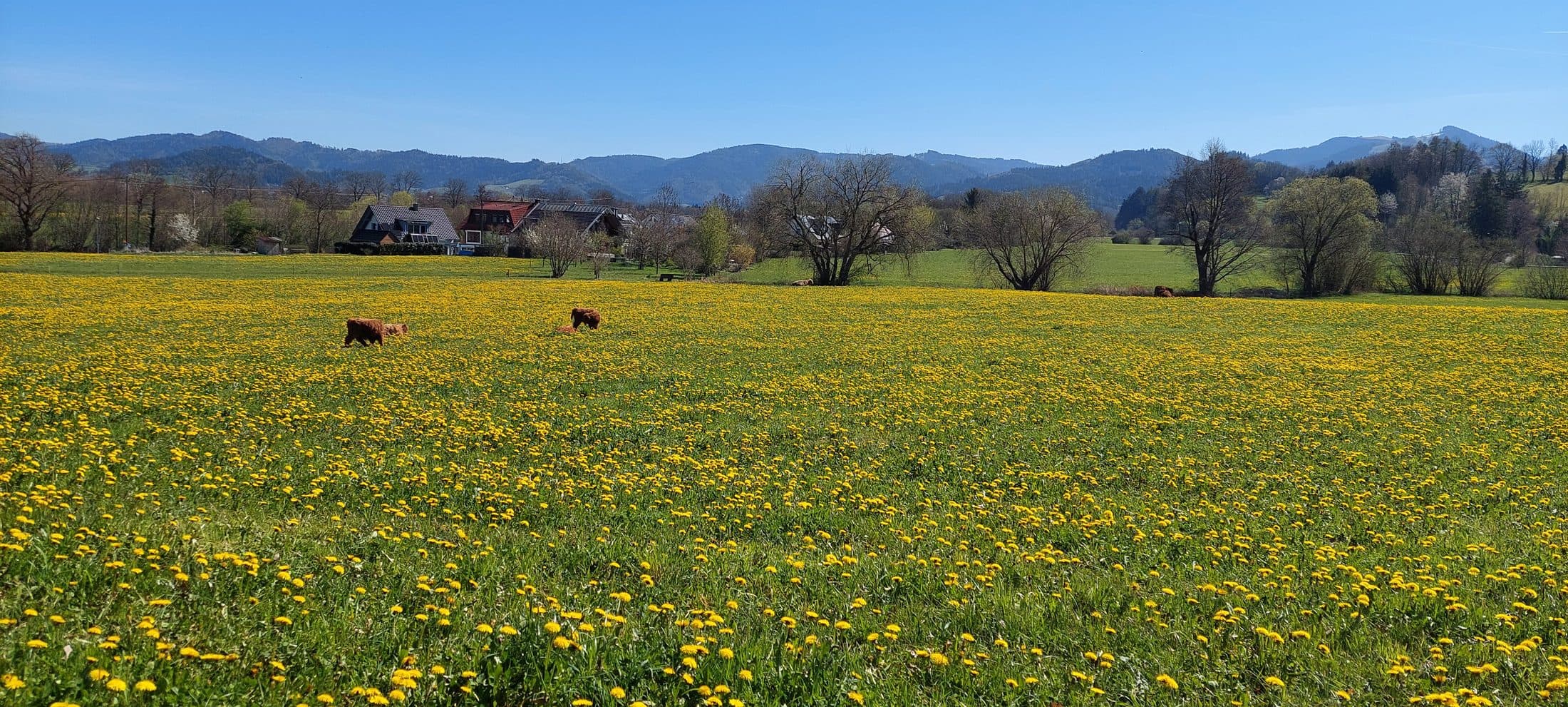 Blühende Wiese mit weidenden Rindern und Blick auf die Berge rund um Neuhäuser