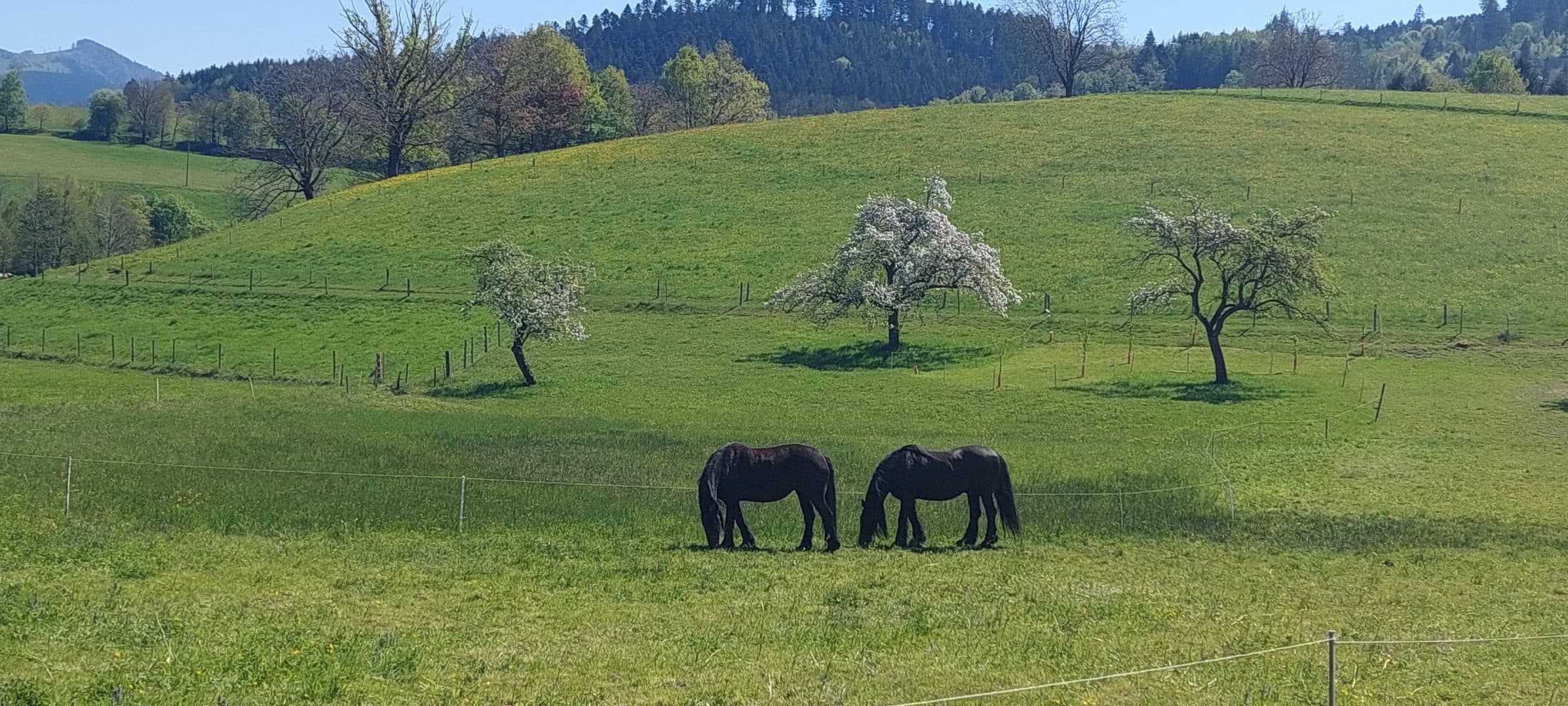 Pferde auf der Weide vor blühenden Obstbäumen