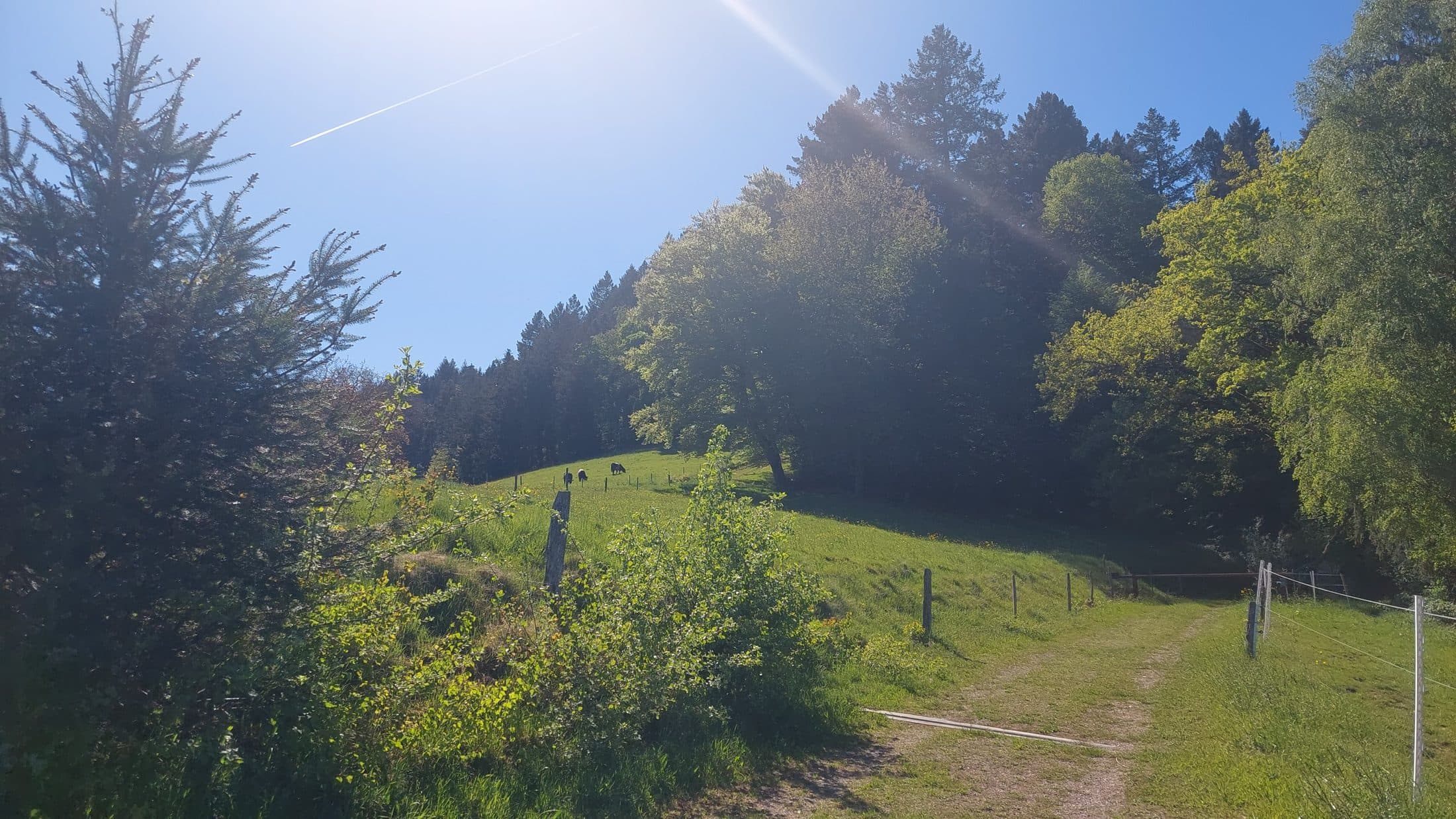 Sonniger Waldweg am Rand von Neuhäuser