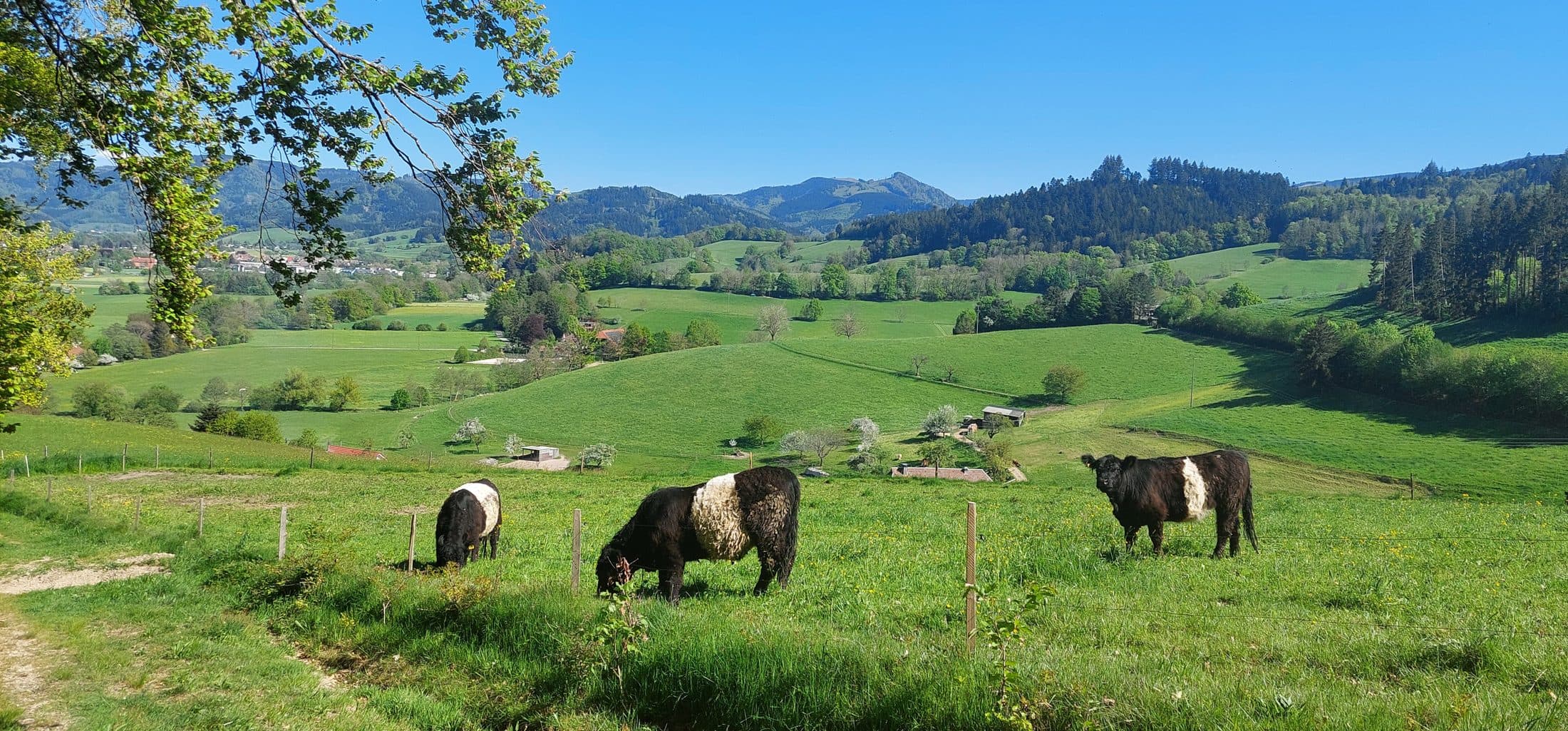 Galloway-Rinder auf der Weide mit Blick ins Tal bei Neuhäuser