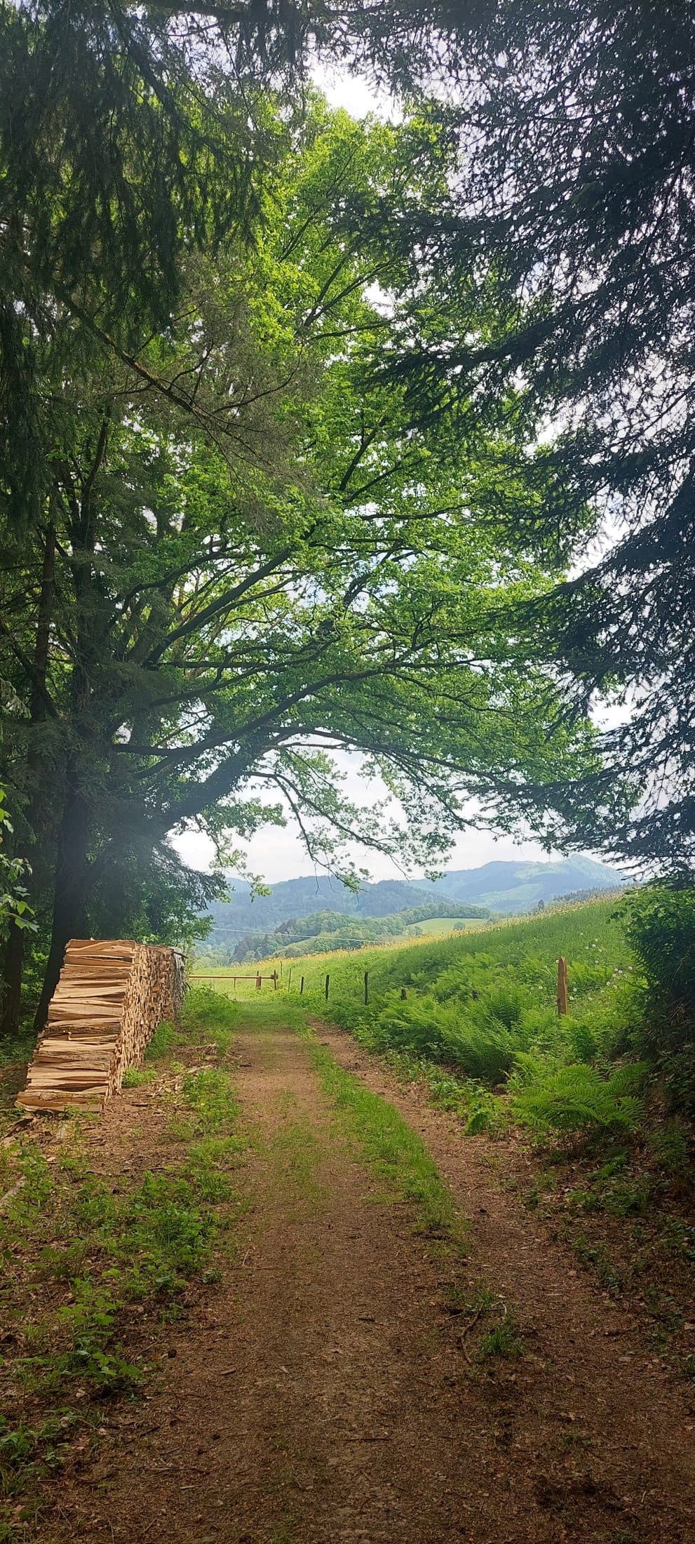 Schattiger Wanderweg mit Holzstapel und Weitblick
